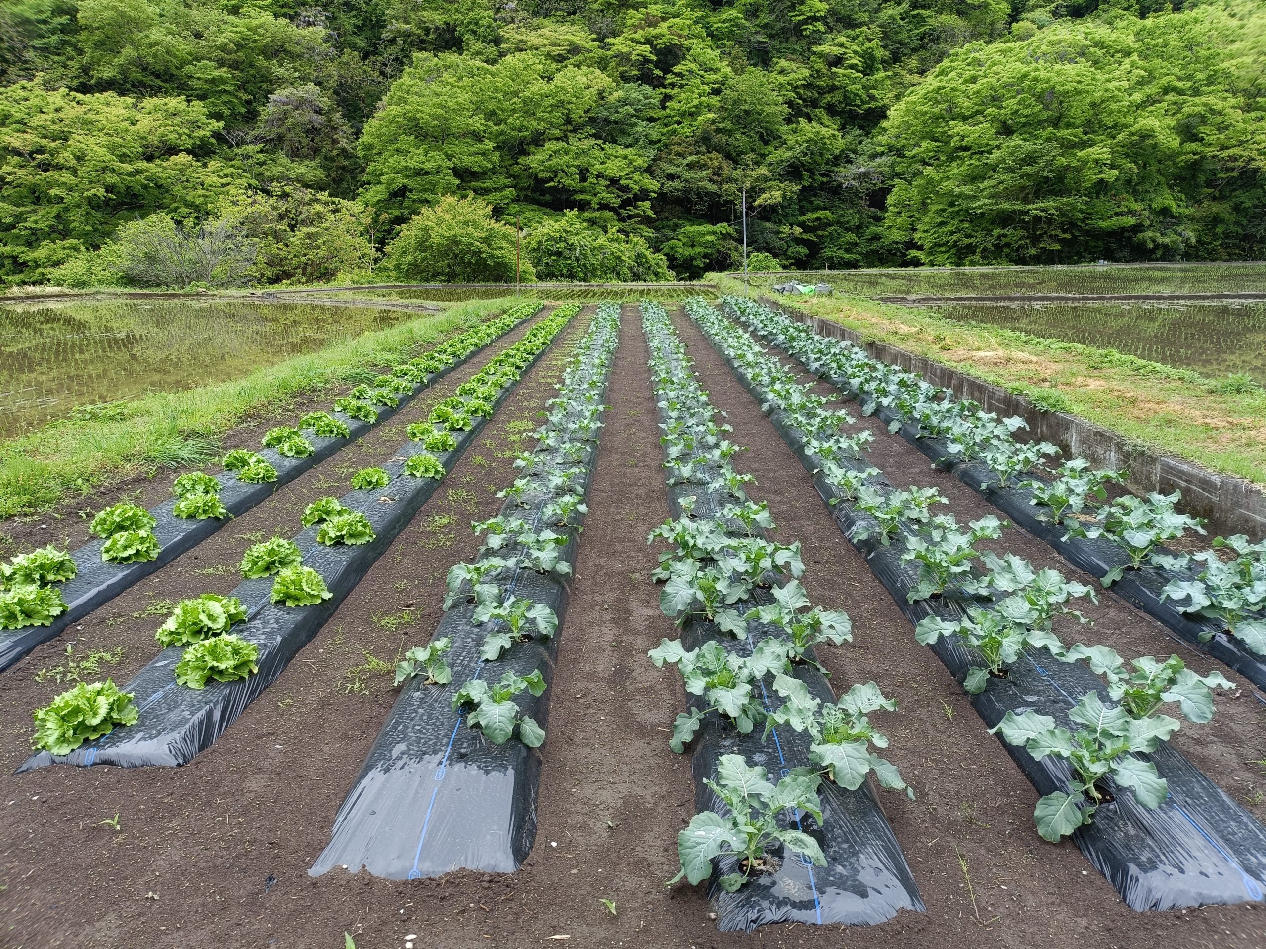 田植えと夏野菜