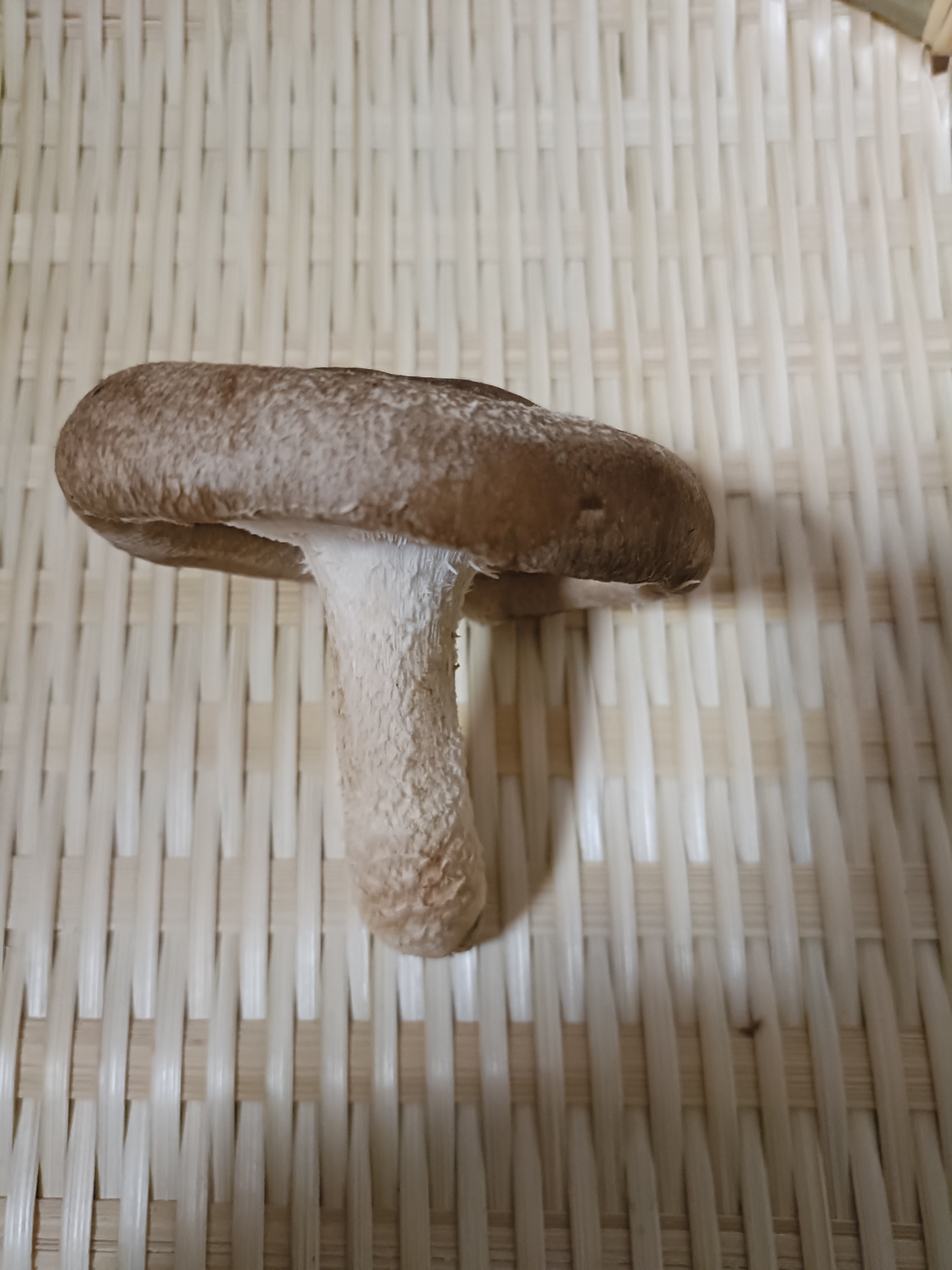 原木しいたけ